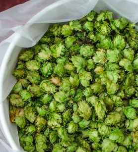 Emerging Hop Varieties