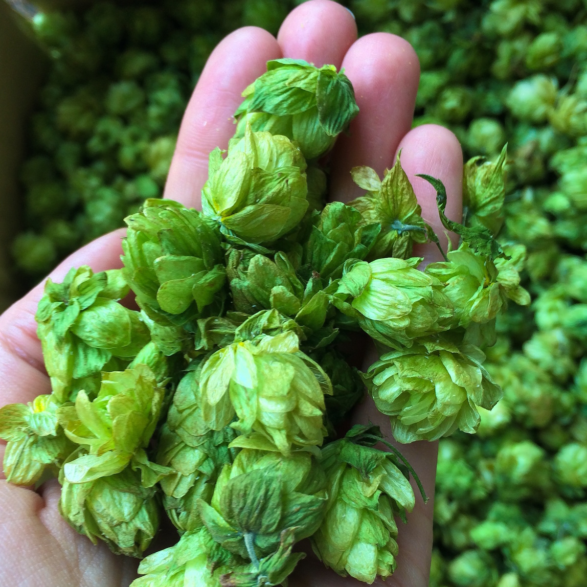 What Does Hops Contain