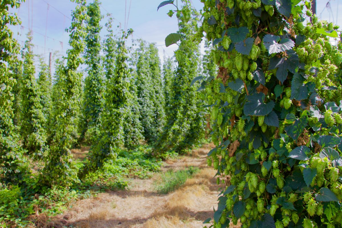 bale breaker brewing hop farm