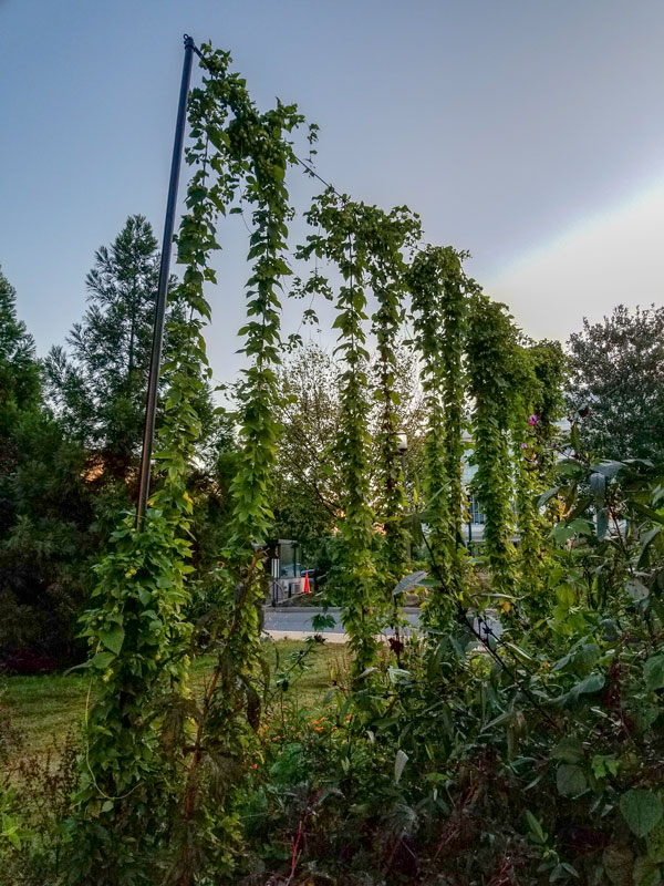 Hops at the Smithsonian 