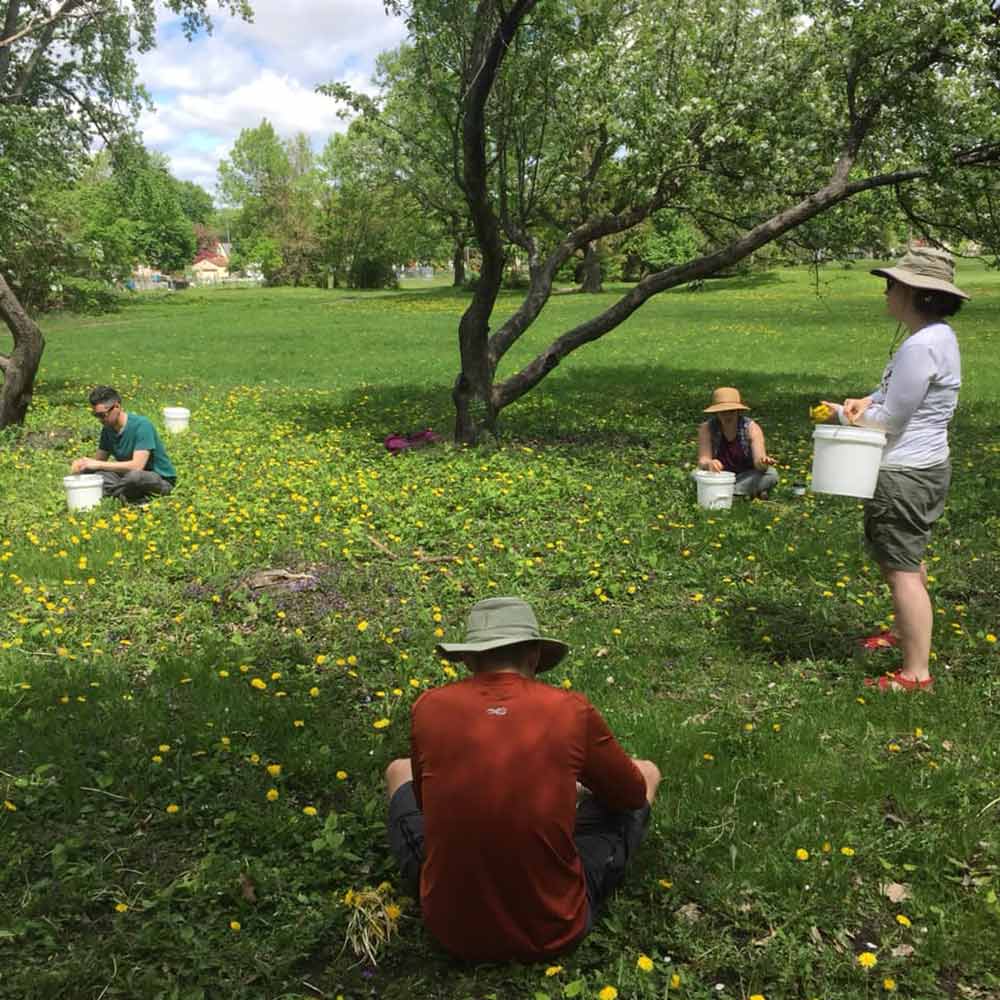 urban foraging dandelions