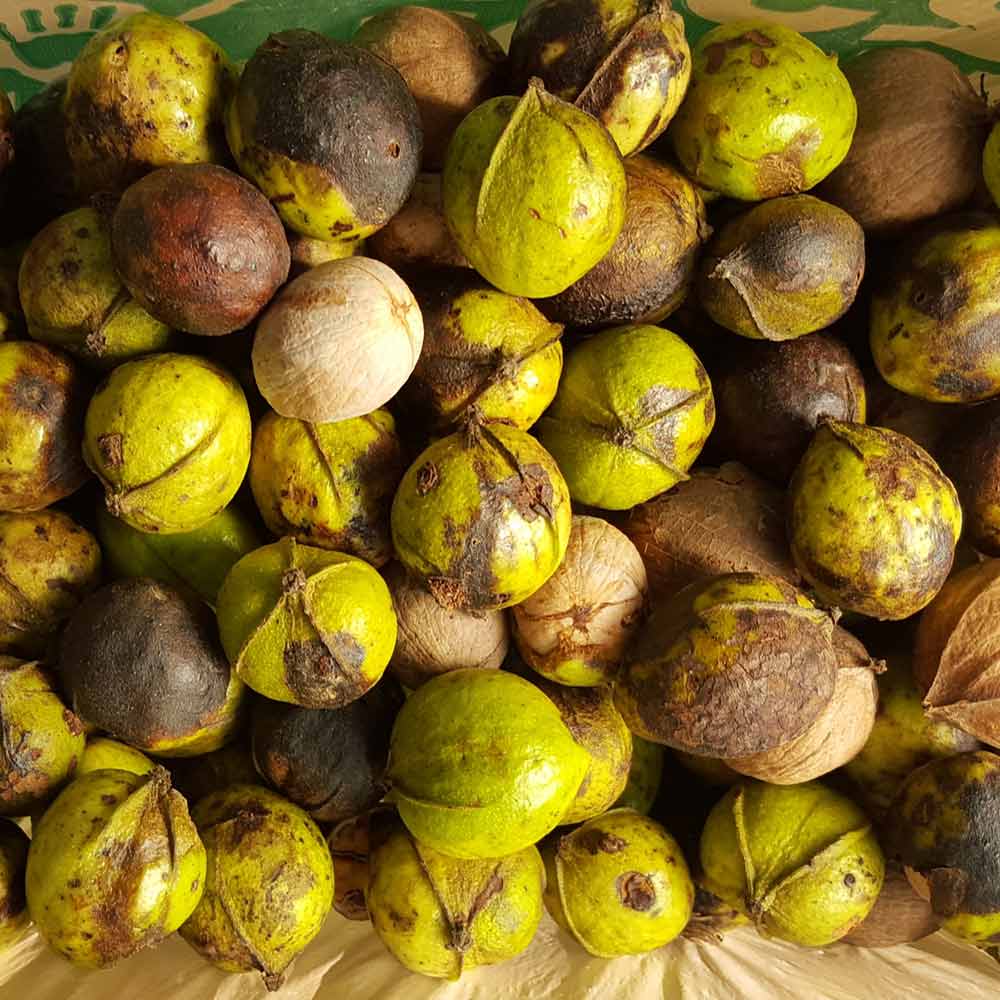 foraged hickory nuts