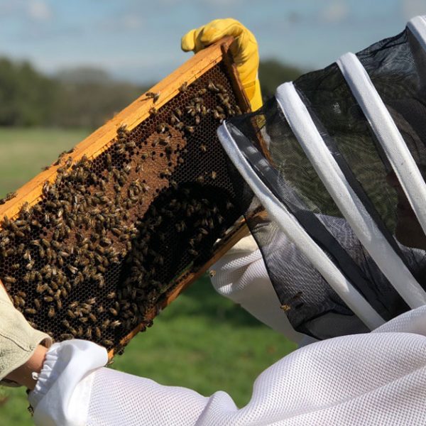 Busy Bees: Breweries Experiment with Beekeeping to Create Local Flavor