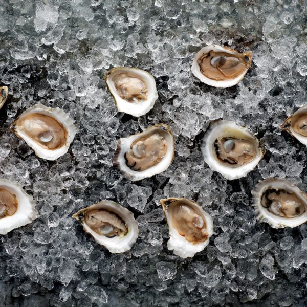 fresh oysters on ice