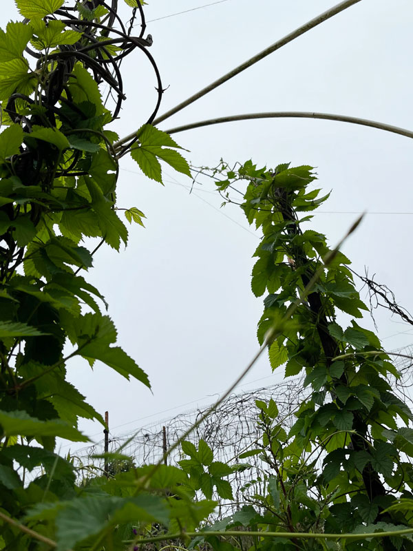 climbing hops