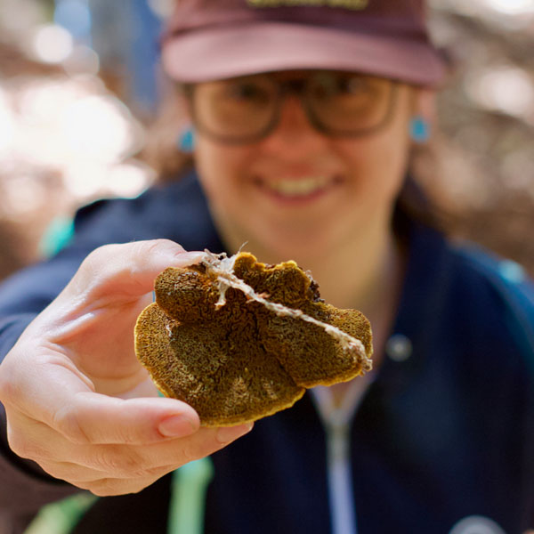 mushroom foraging