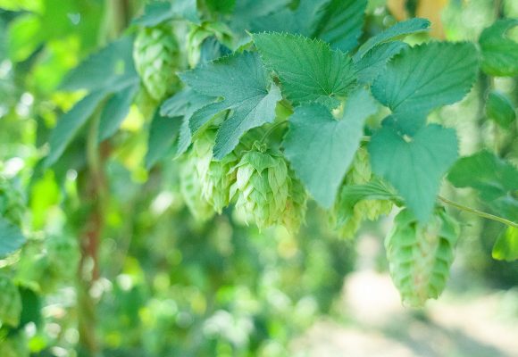 bright green ripe fresh hops