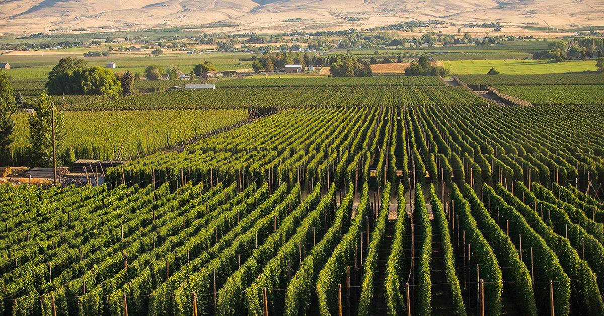 rows of hops growing in scenic mountain valley