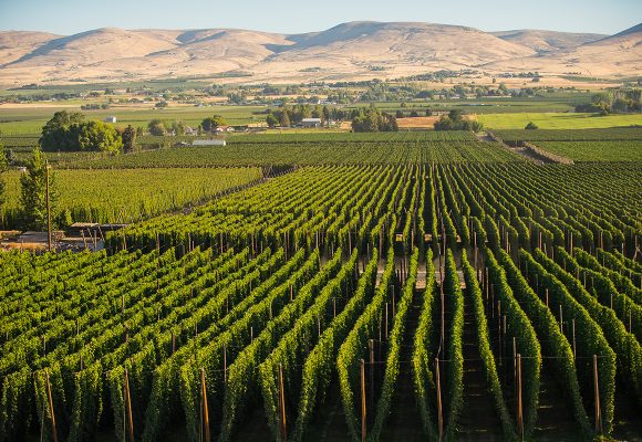 rows of hops growing in scenic mountain valley