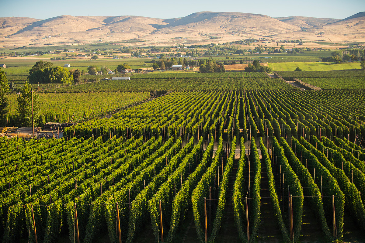 Tacos & Beer: Fueling the Yakima Valley’s Hop Harvest thumbnail