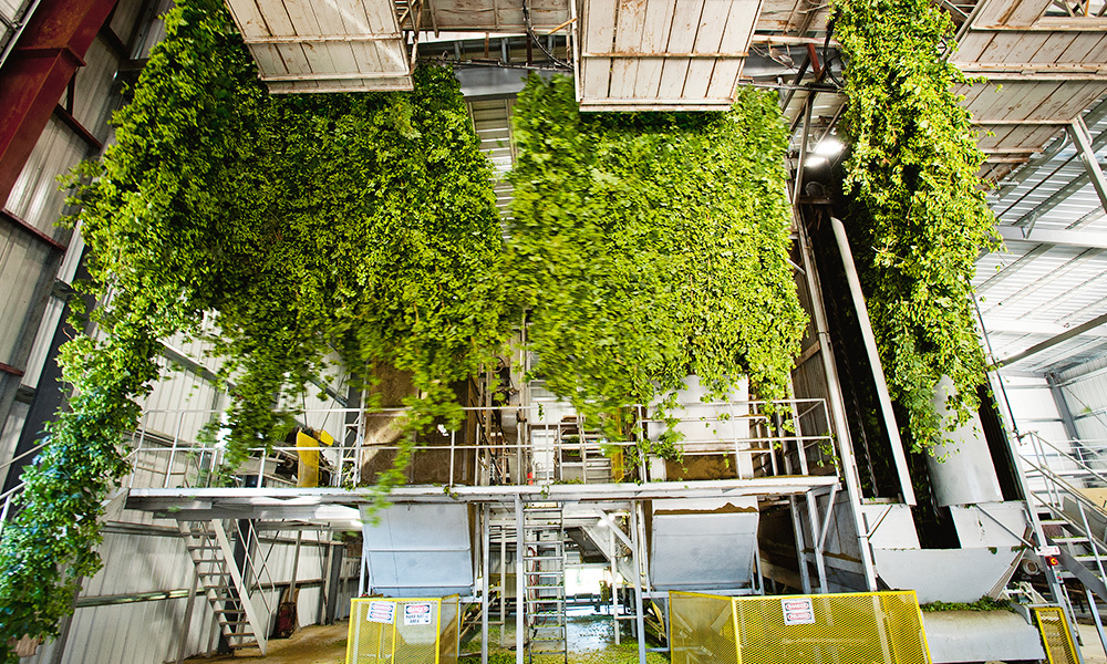 hop processing at bale breaker brewing