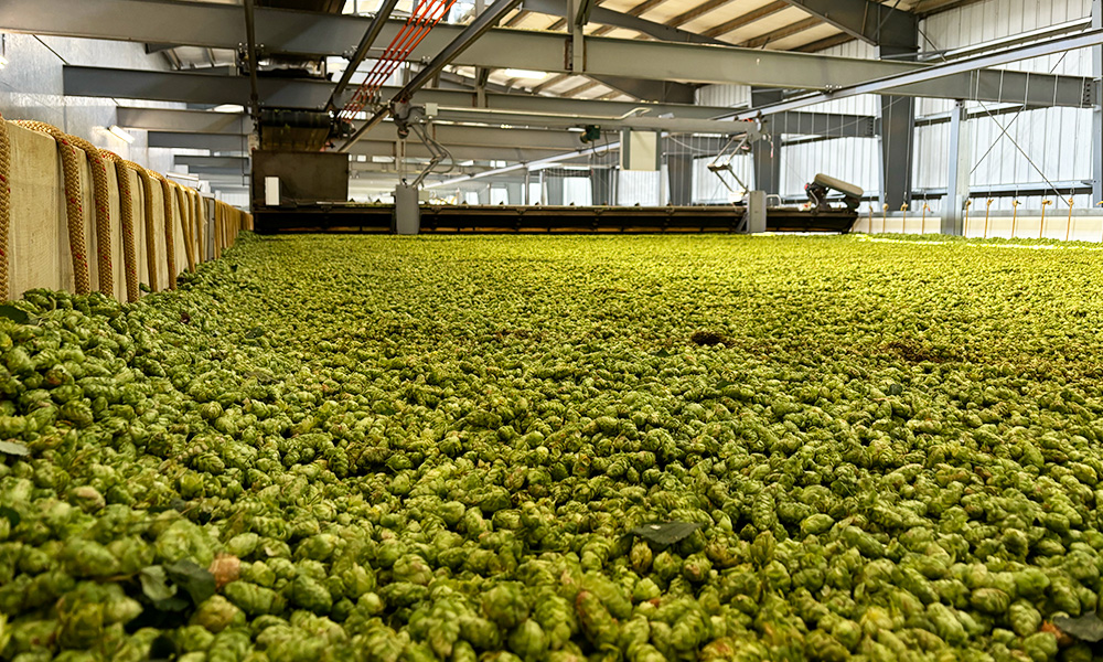 fresh hops in storage
