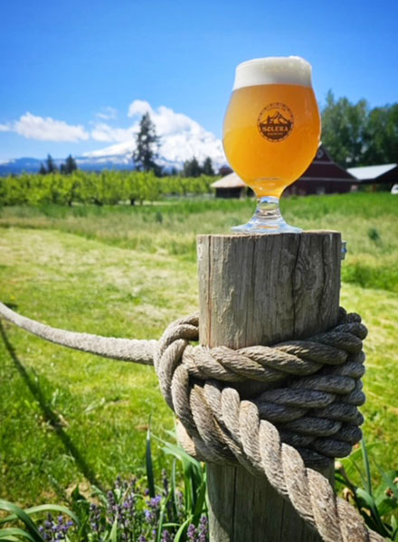 hazy beer on fence post