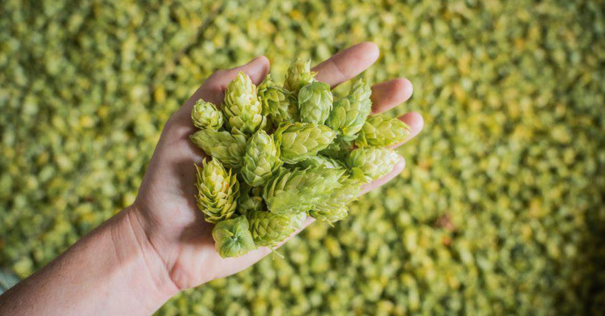 Tapping into New Zealand Hop Terroir thumbnail