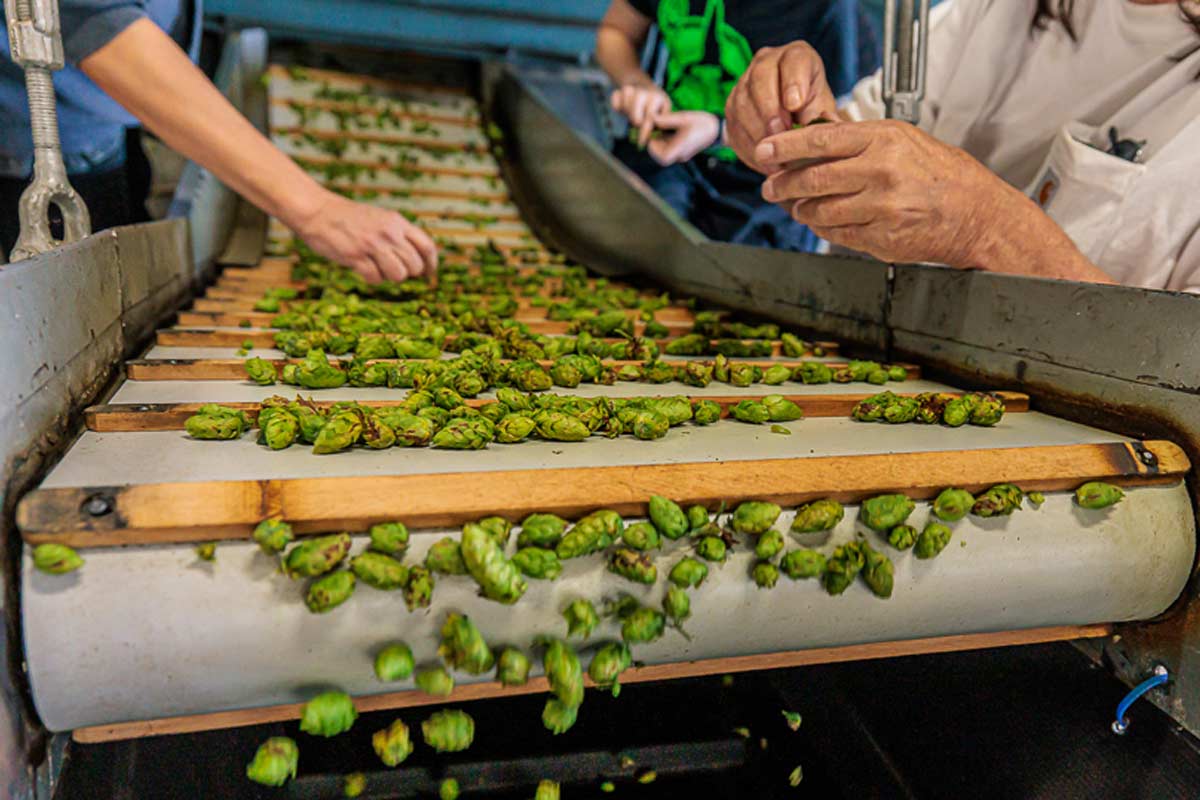 Michigan Hops: The Women Behind the Bines