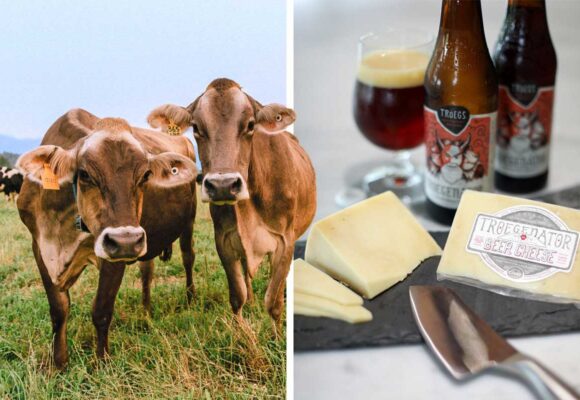 Cows Beer and Cheese
