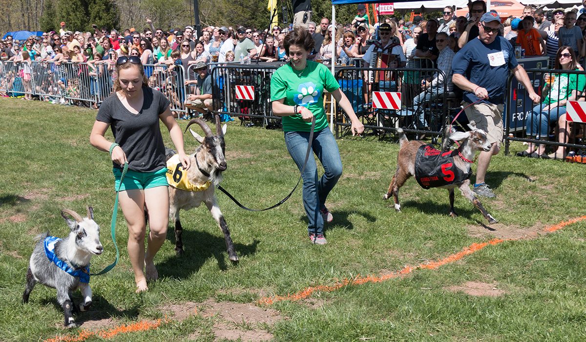 Sly Fox Bock Festival and Goat Races