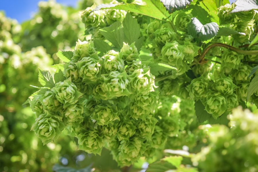 Hops and Bees
