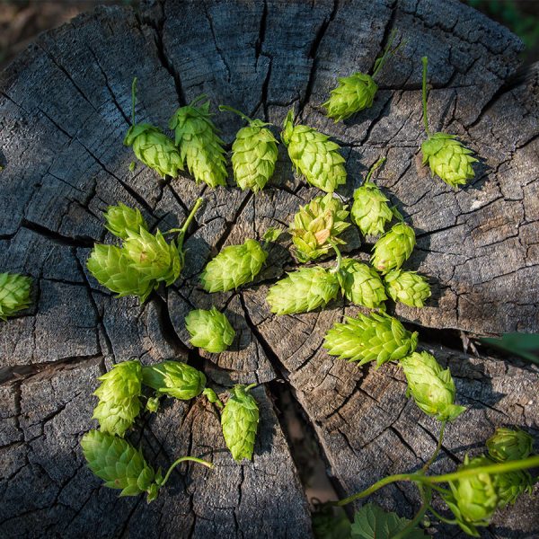 Rogue Hopfarms.